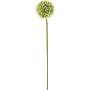 Allium, okrasný česnek - krémová