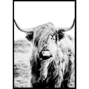 Monee OBRAZ NA PLÁTNĚ, zvířata, 50/70 cm - černá, bílá